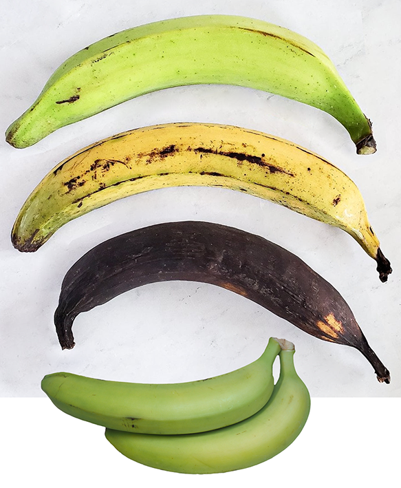 Three plantains, top and two green bananas, bottom