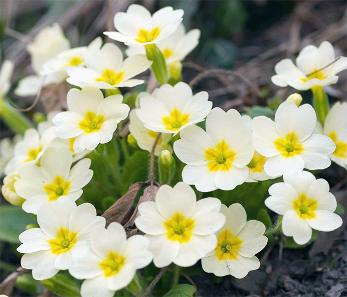 Primrose flowers
