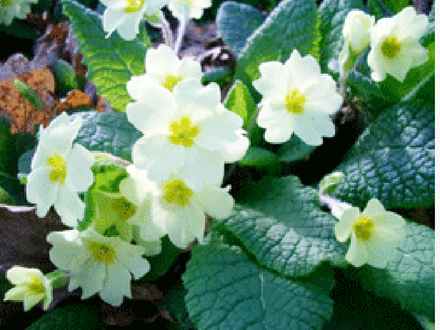 Primrose plant in flower