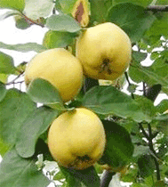 Quinces