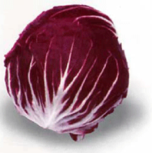 Whole reed radicchio