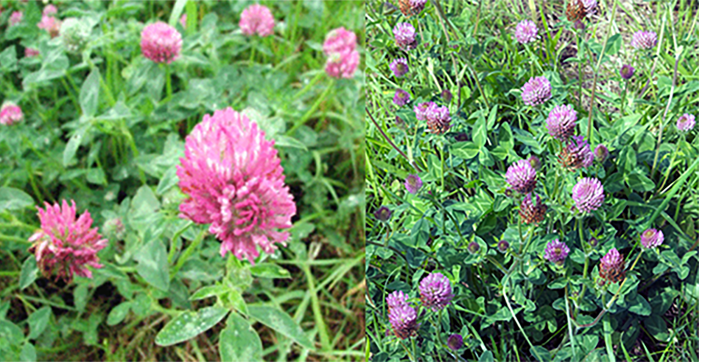 red clover, Trifolium pratense, showing the whole plant and close-ups of the edible flowers