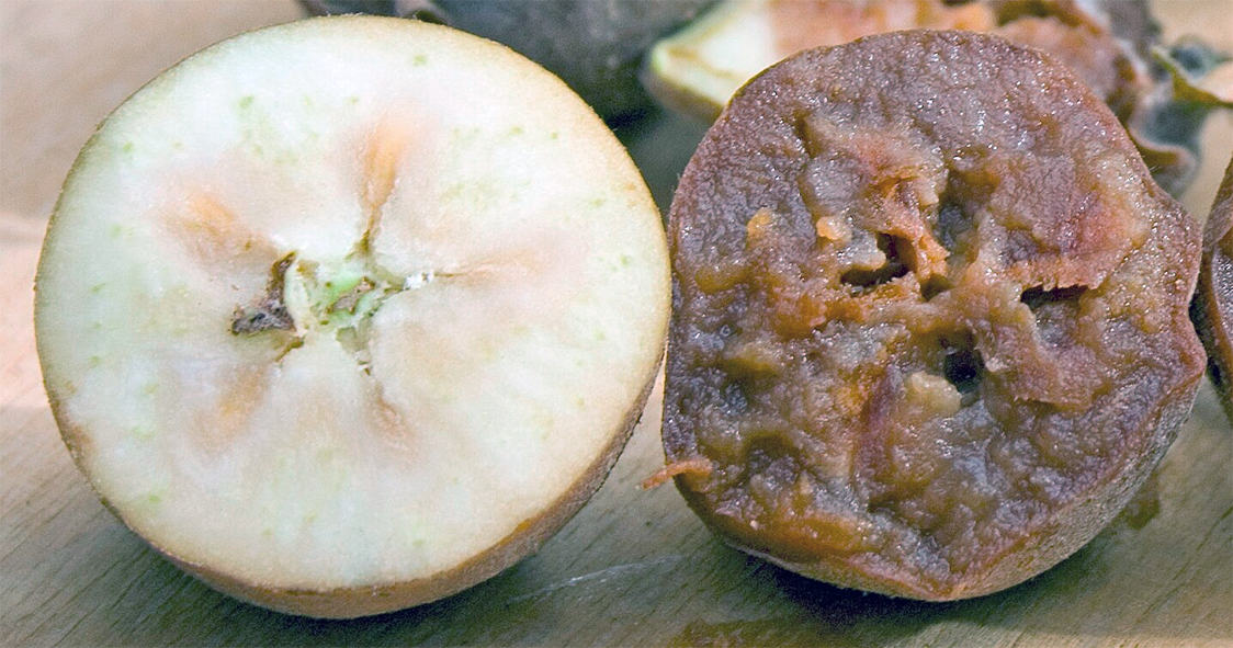 Ripe and bletted medlar fruit
