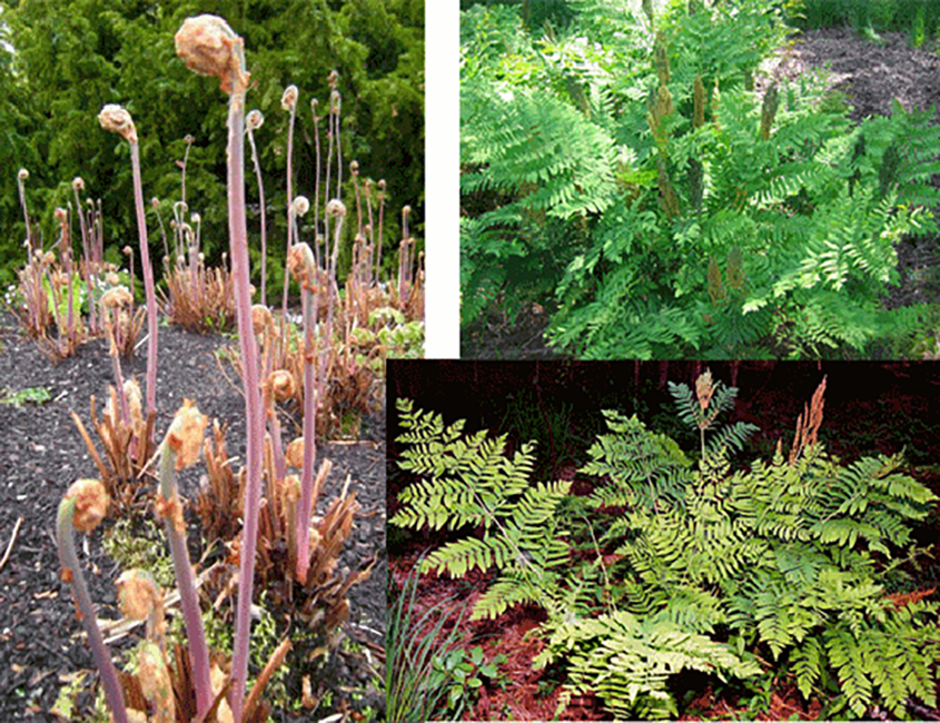 Royal fern (Osmunda regalis) showing the edible immature fiddleheads and the mature plant