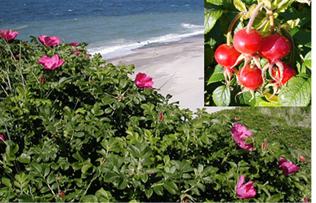 Rugosa Rose (Rosa rugosa) showing a plant by the seaside and a close-up of its large fruit (hips)