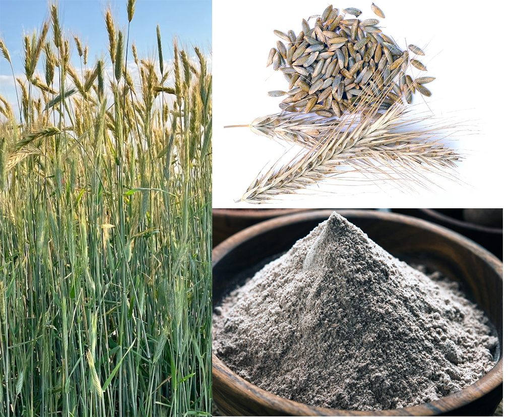 Green rye plants in the field, ears of rye and rye grains (top) and a mound of rye flour