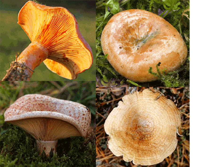 Saffron milk caps (Lactarius deliciosus), showing the whole mushroom along with views of its stipe and gills