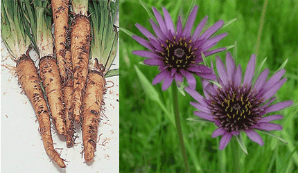 Salsify roots and flowers