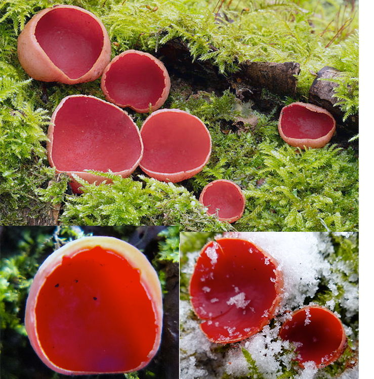 Scarlet Elfcup (Sarcoscypha austriaca)