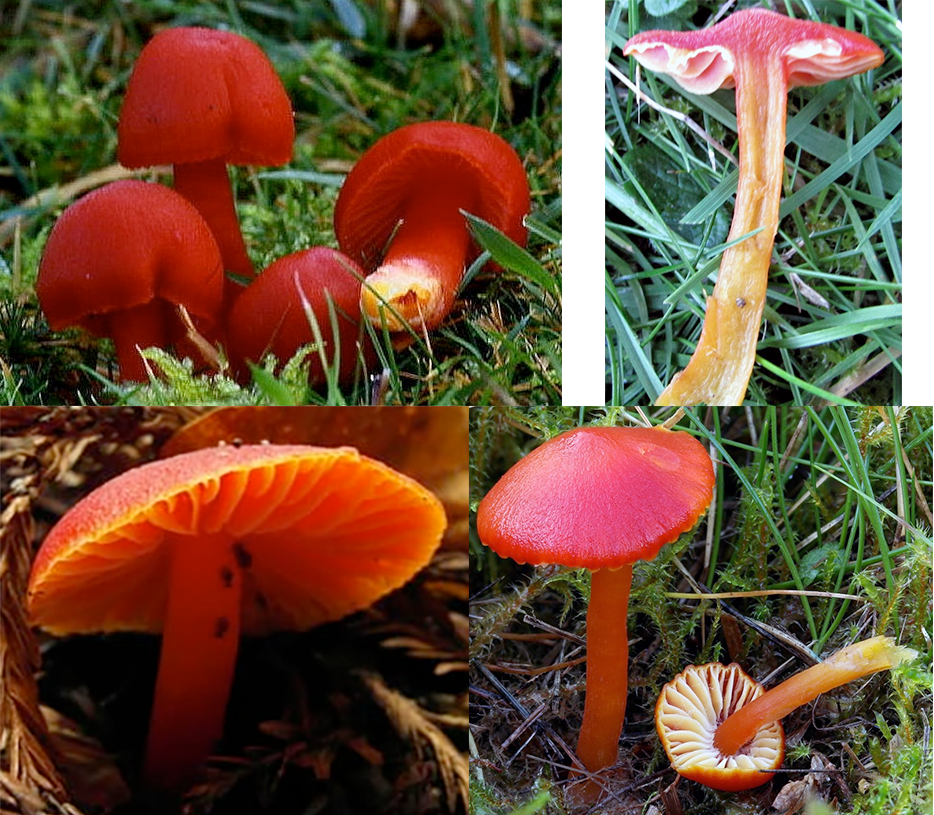 Scarlet Waxcap (Hygrocybe coccinea), showing a cluster of five in moss, a large cap form in leaf litter, a large form with an inverted specimen besit it showing the stipe and gills and one scarlet waxcap sliced in half.