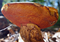Scarletina Bolete mushroom tumbnail