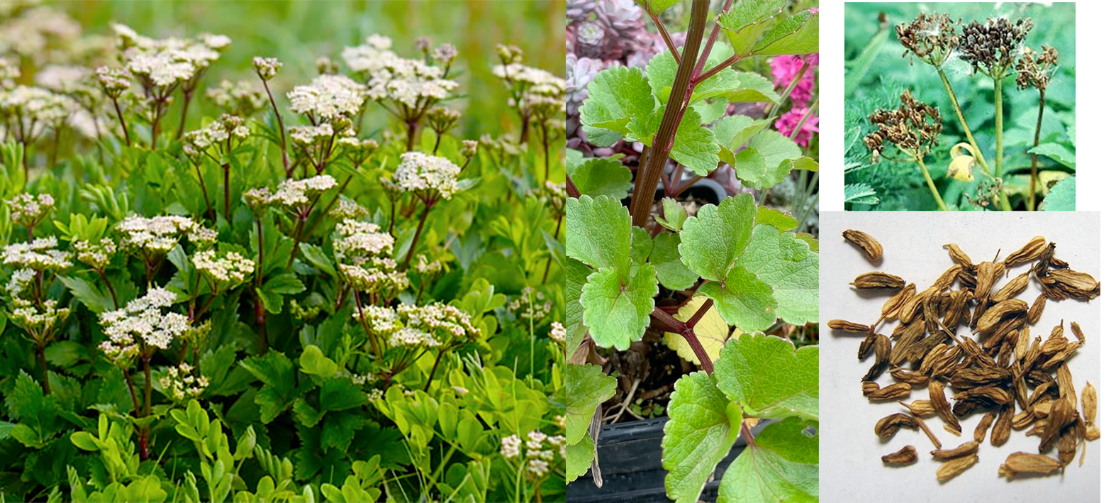 Scots Lovage (Ligusticum scoticum), showing the whole plant, edible stems and leaves, seed heads and seeds