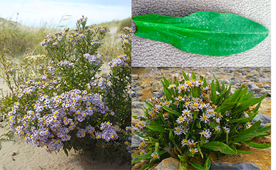 Image of mature sea aster (Aster tripolium) on the beach, with close-up of sea aster leaf and a small sea aster plant on a rocky beach
