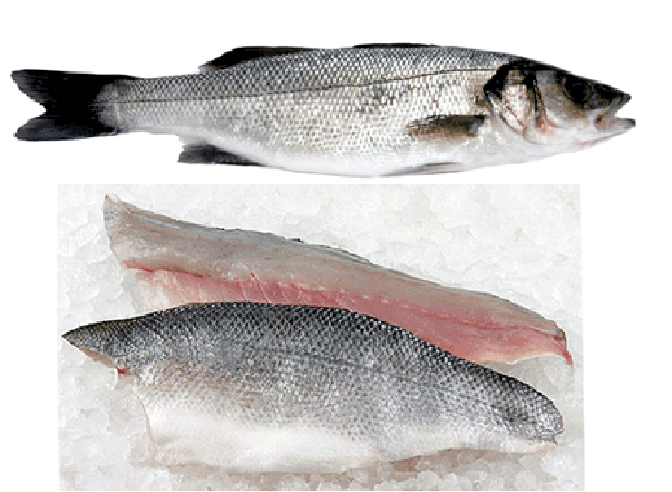 Sea-bass, whole fish and fillets