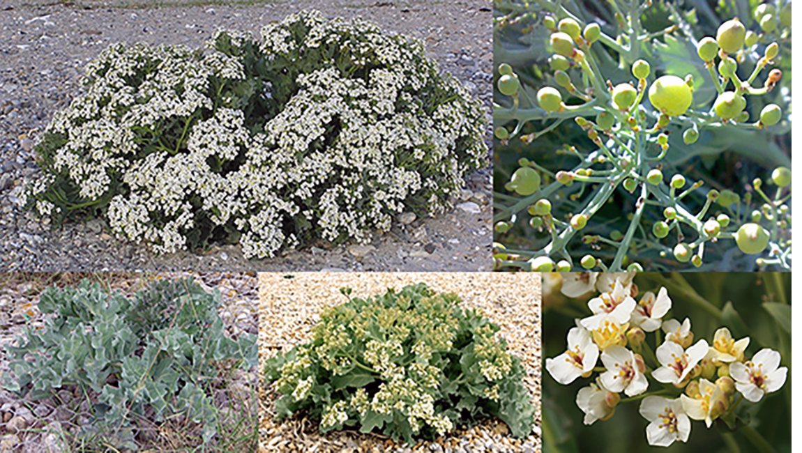 Sea kale (Crambe maritima), showing the whole plant, its flowers and its fruit