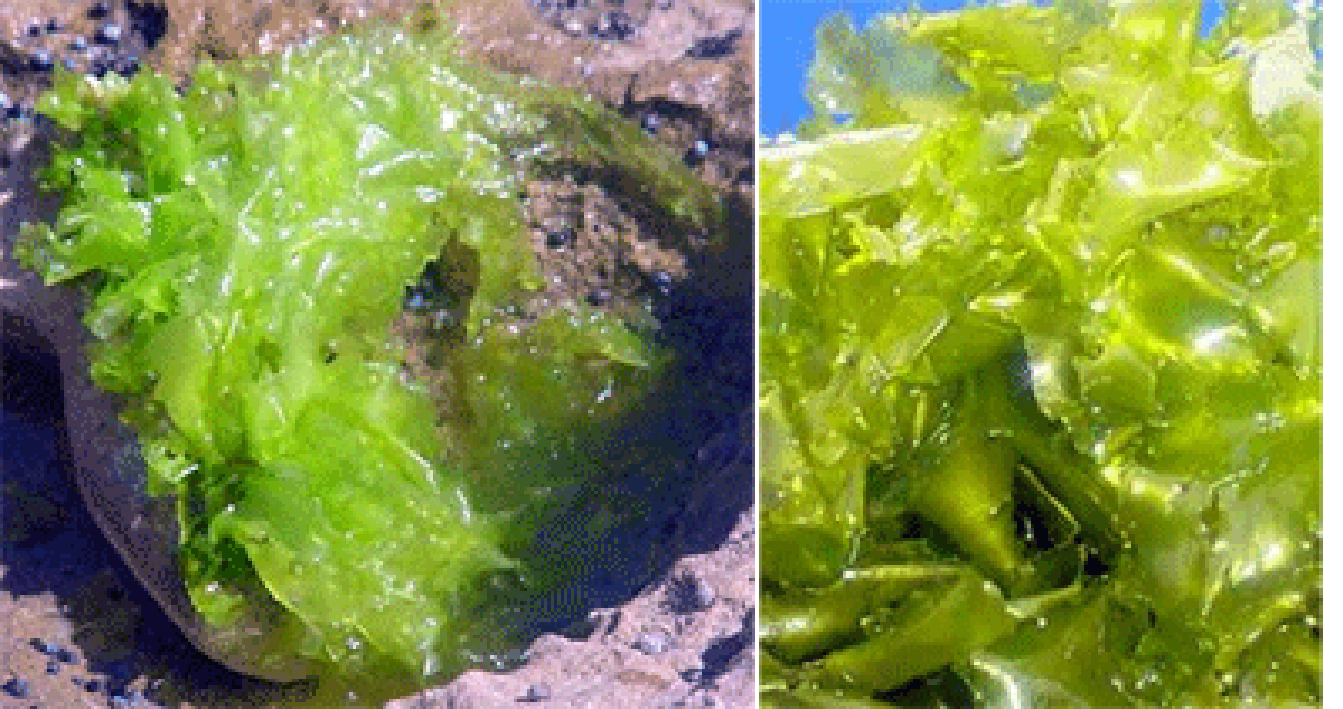 Sea lettuce (Ulva lactuca), showing the whole alga in sea water and the seaweed attached to a rock