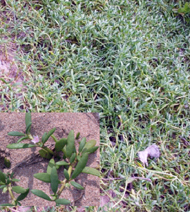 Stand of sea purslane, including close-up of the plant, inset