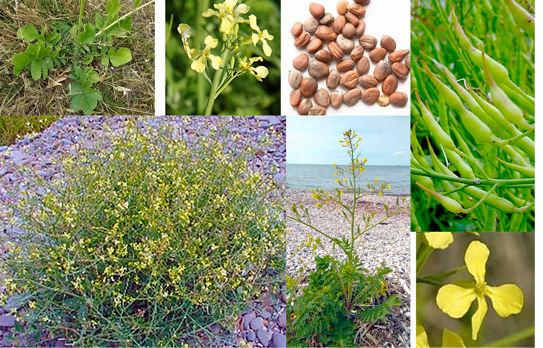 Sea Radish (Raphanus raphanistrum subsp. maritima), showing the whole plant is clump and isolated forms, a young plant, flower head, seeds, green seed pods and a close up of a flower.