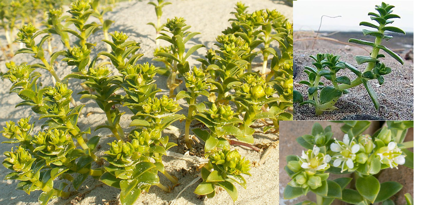 Sea sandwort, Honckenya peploides, showing the plant growing on the beach with a close up on a single plant and a flower