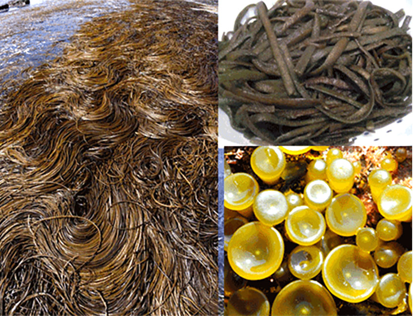 Sea Spaghetti (Himanthalia elongata), showing mats of the seaweed with cooked sea spaghetti and the very young alga