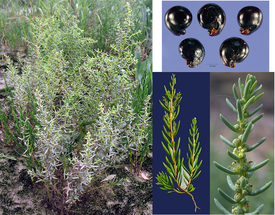 Sea Spray (Suaeda maritima), showing the whole plant, and a close-up of the seeds, a single young shoot and the leaves.