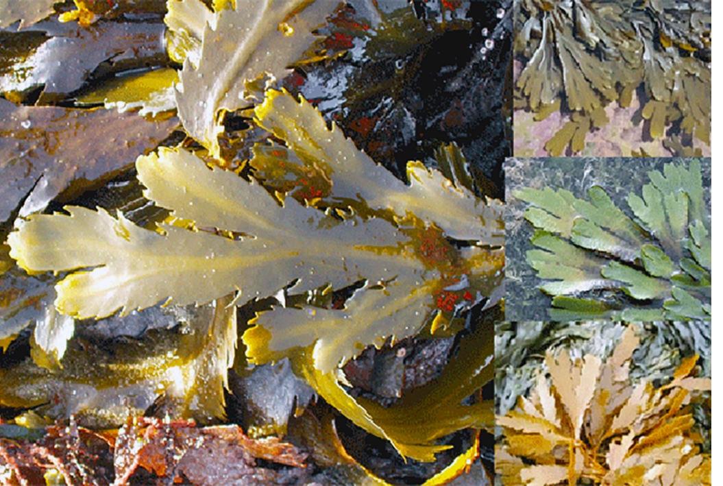 Serrated Wrack (Fucus serratus), showing a close up of the fronds and the variations ion colour observed