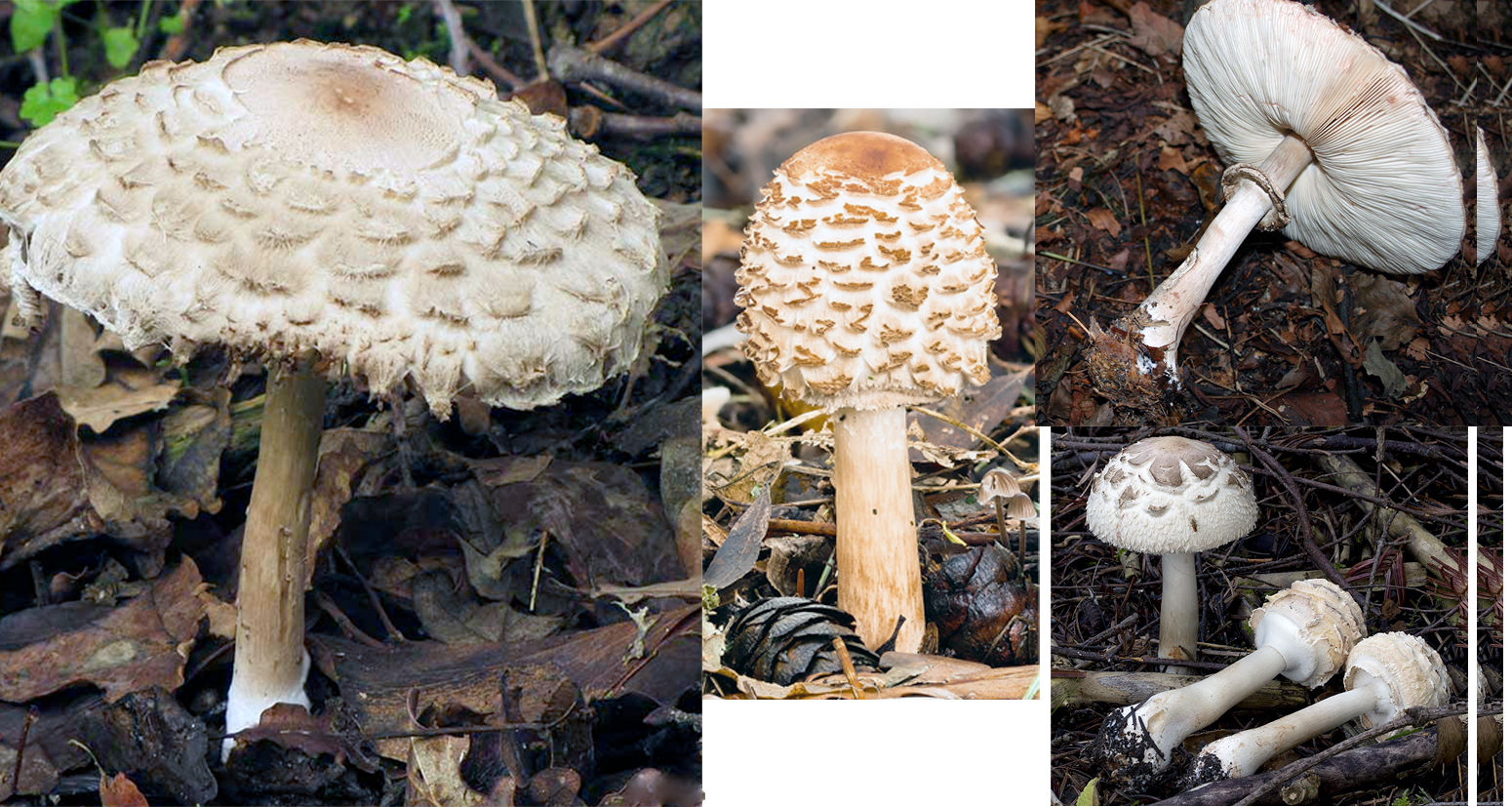 Shaggy Parasol (Macrolepiota procera), showing full-grown and closed cap forms, with one on its side showing the ring and gills. Two closed cap forms are on their side, showing the classic drumstick shape