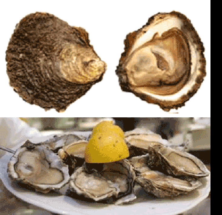 Shucked native oysters, Ostrea edulis showing the shell and a plate of shucked oysters with lemon.