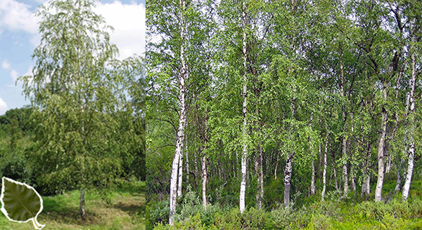 silver birch tree (Betula pendula), showing leaves