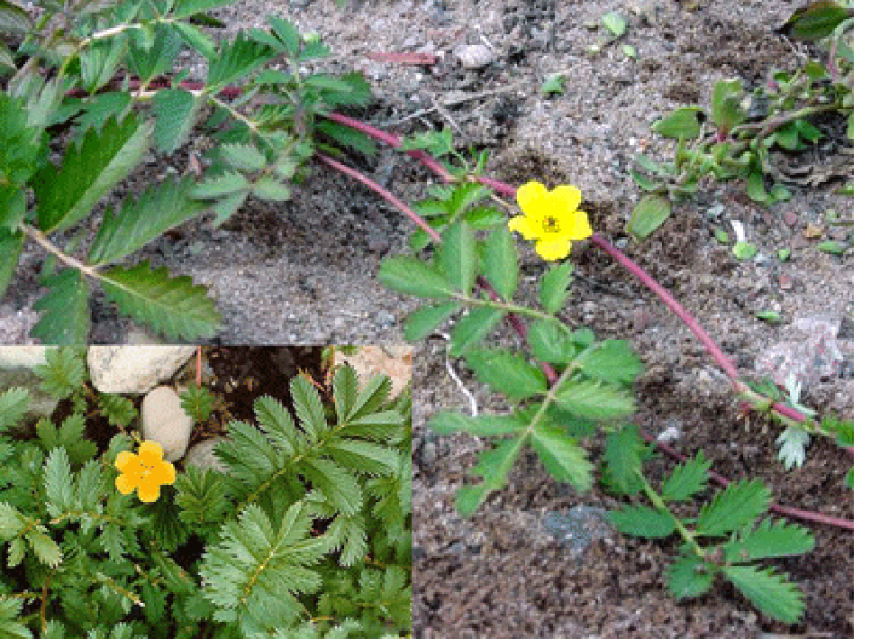 Silverweed and silverweed runners in flower