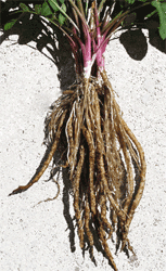 Skirret roots