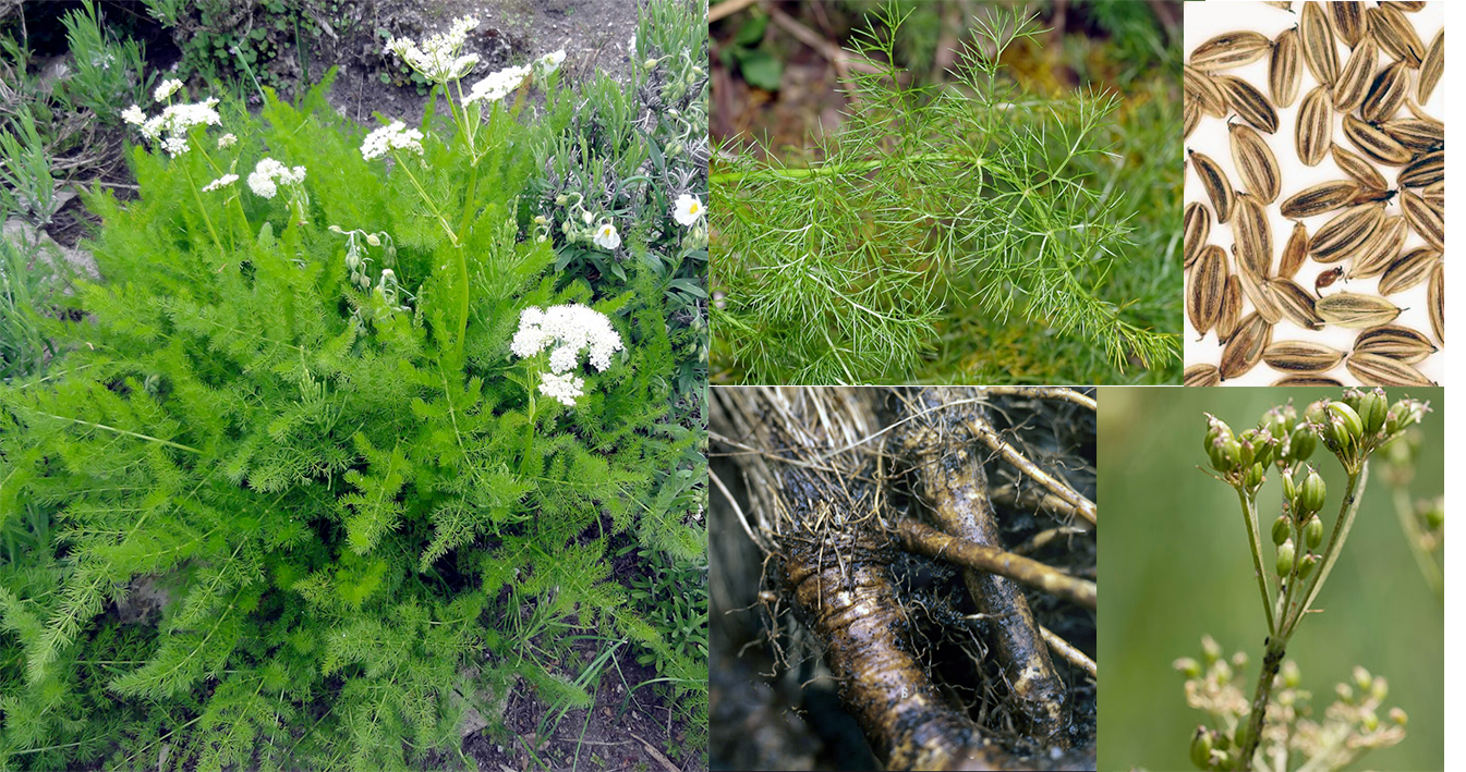 Spignel (Meum athamanticum), showing the whole plant with close-ups of the root, fronds, seed head and mature seeds