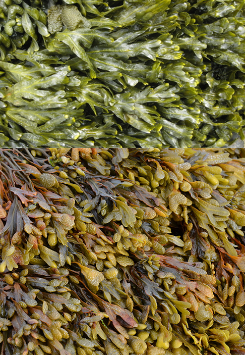 Spiral Wrack (Fucus spiralis), showing a younger plant, top and a more mature plant, bottom