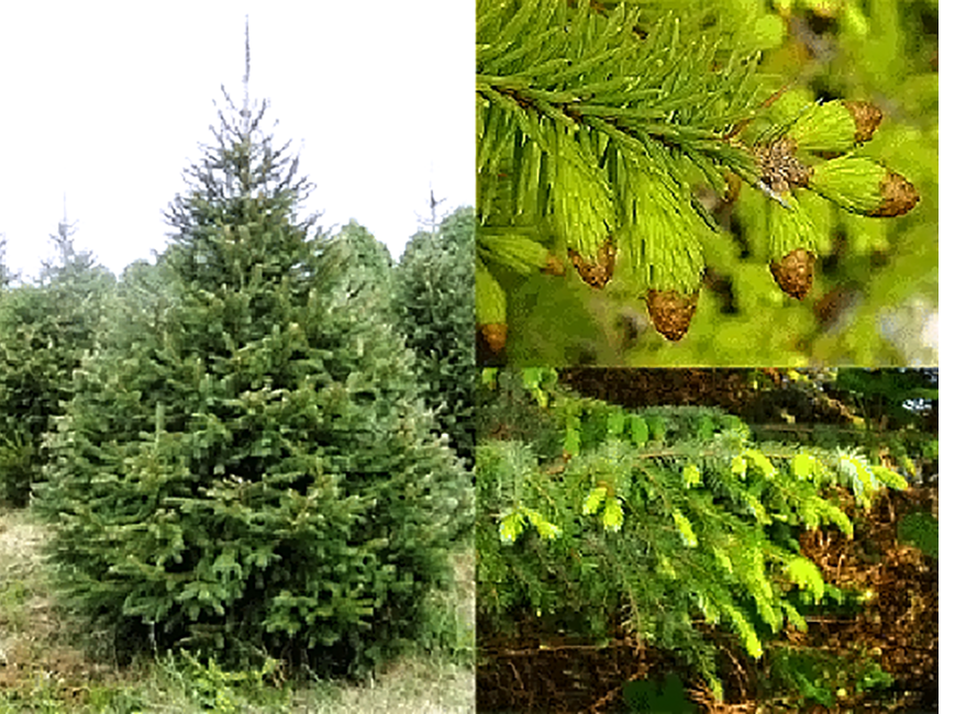 Spruce (Picea spp), showing the young tree with its classic Christmas tree shape along with close-ups of the tender and edible leaf buds