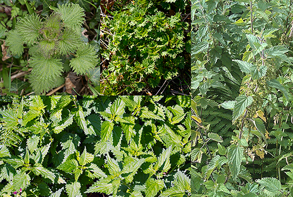 Stinging nettles (Urtica dioica) showing a single plant, groups of old plants and a single mature plant in flower