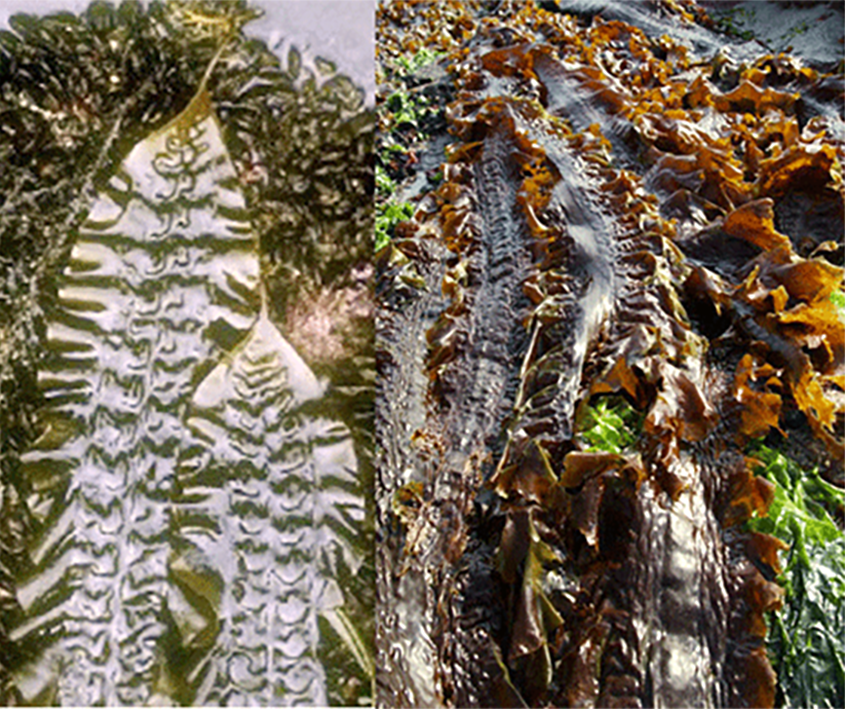 Sugar Kelp (Saccharina latissima), formerly Laminaria saccharina, showing the long fronds