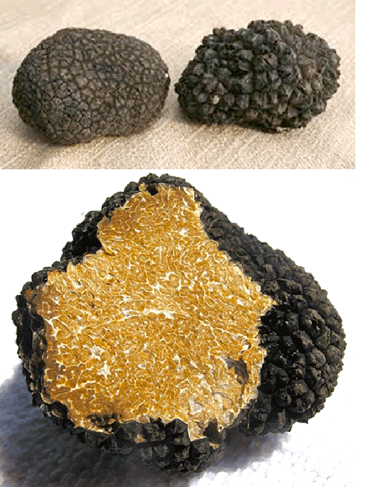 Summer truffle (Tuber aestivum), showing two complete truffles and a cross section through a truffle