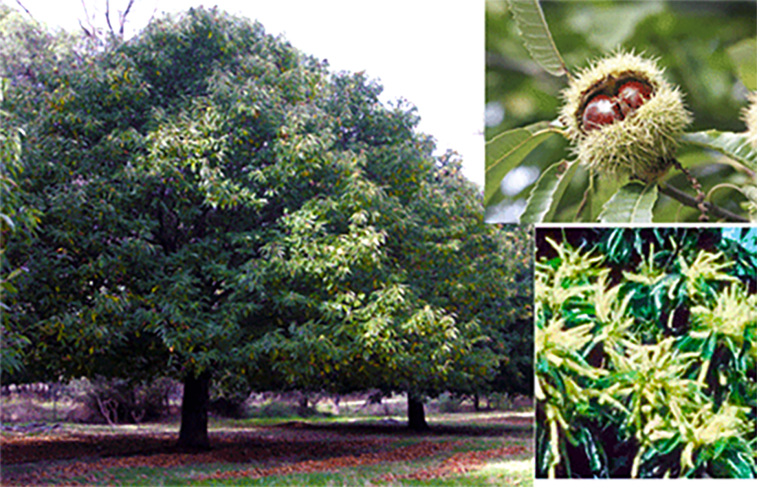 Sweet Chestnut (Castanea sativa), showing the tree, its flowers and the ripe fruit (chestnuts)