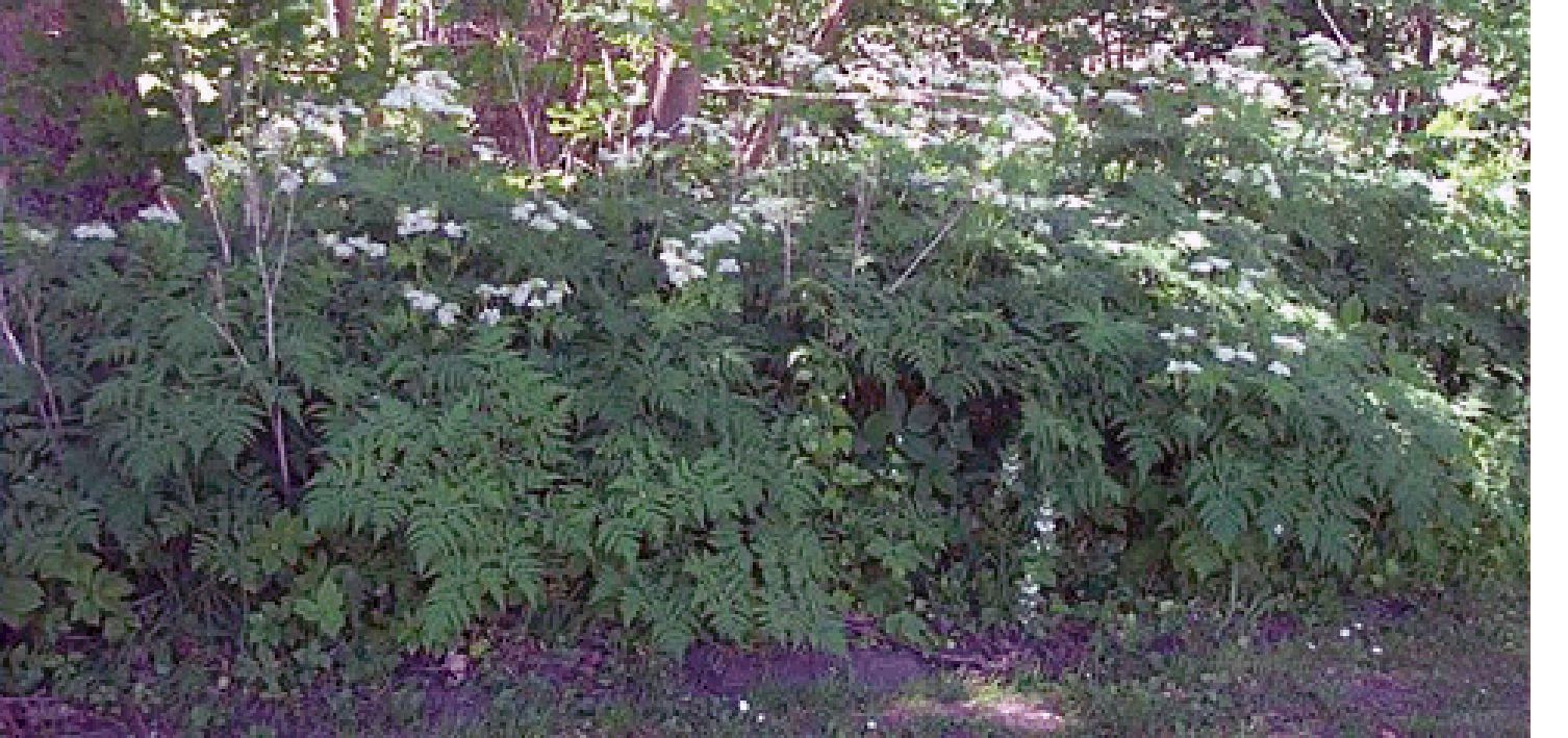 A woodland stand of sweet cicely (Myrrhis odorata) along with close-ups of the flowers, leaves and seeds