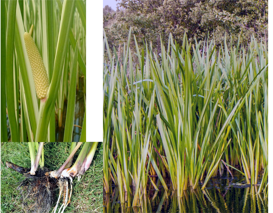 Sweet Flag (Acorus calamus), showing the whole plant, the flower spike and the under-water rhizome