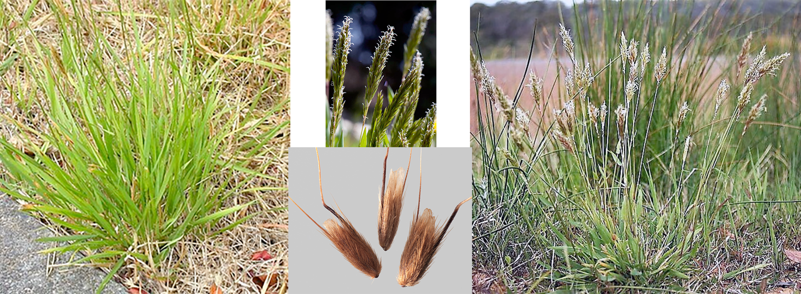 Sweet Vernal Grass, (Anthoxanthum odoratum) showing a young plant, a close-up of the flowers, a micrograph of the seeds and a mature plant