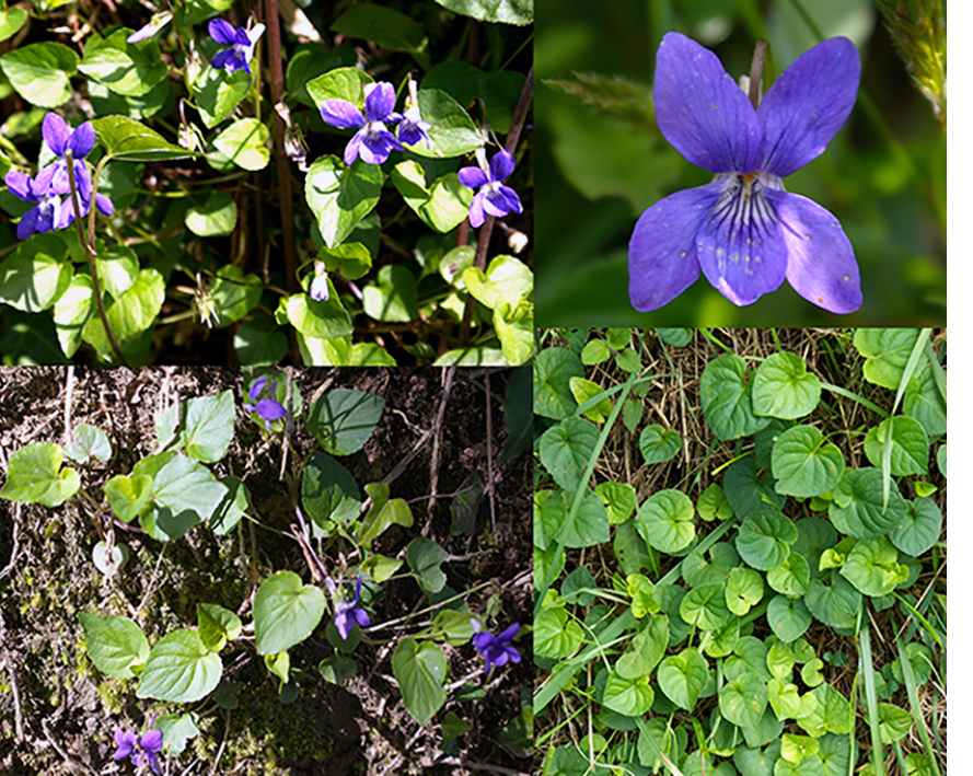 Sweet violets (Viola odorata), showing views of the young plant, leaves, plant in flower and a single flower