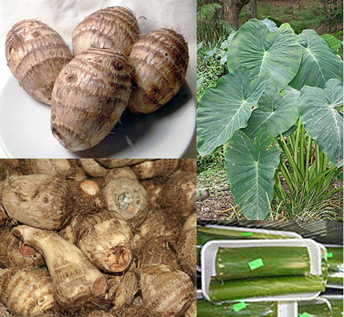 taro leaves and stems with taro corms and eddoes
