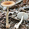 Tawny Grisette mushroom tumbnail