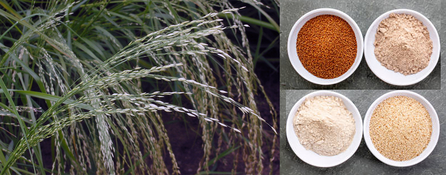 Teff grass bearing grains (left), four colours of harvested teff grains (right)