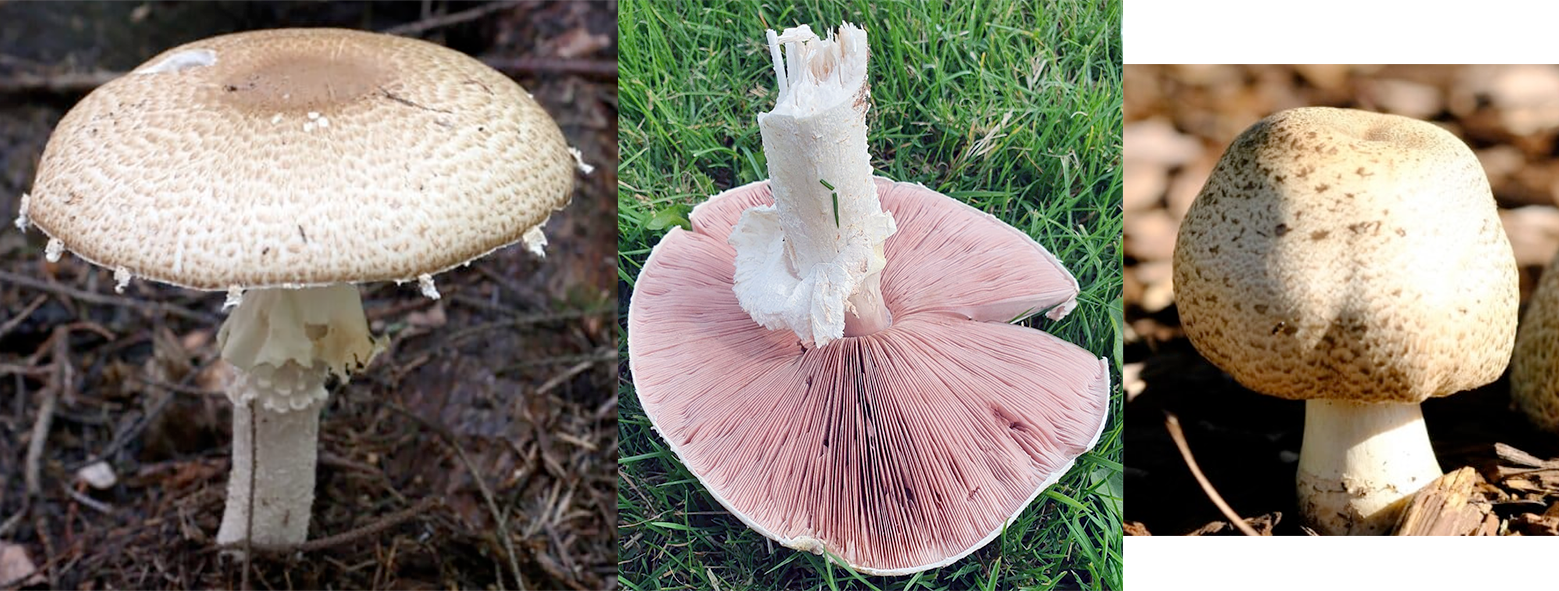 The Prince (Agaricus augustus) shown in various views, including the mature specimen, a mature specimen inverted to show pink gills and an immature 