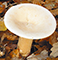 Trooping funnel mushroom tumbnail