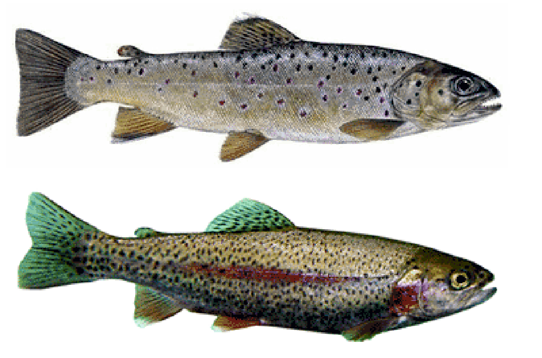Image of brown trout, top and rainbow trout, bottom