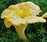 Trumpet Chanterelle mushroom tumbnail