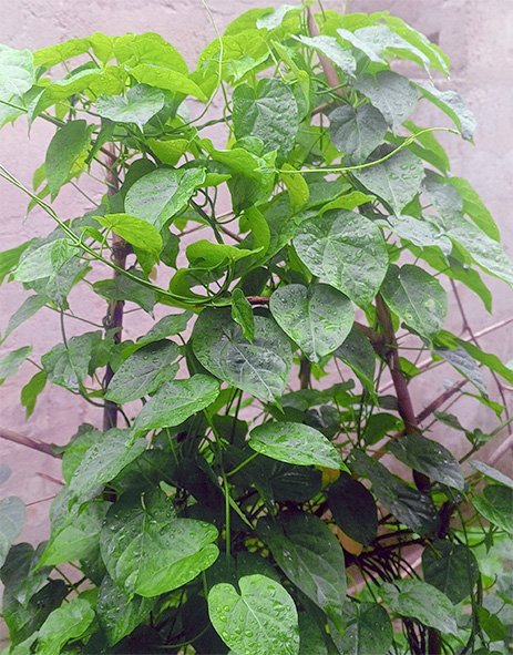 Utazi/Otazi liana and leaves